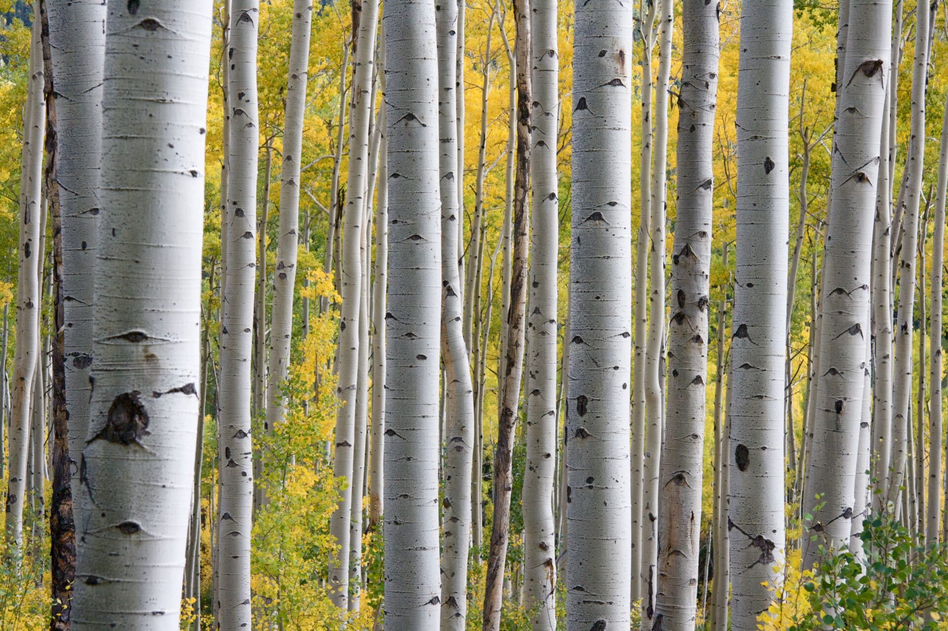 Pando Tree: A Worlds Largest and Fascinating Organism and What We Can Learn From It