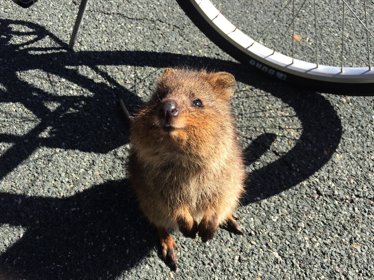 The Quokka: The Adorable and Happy Marsupial of Western Australia