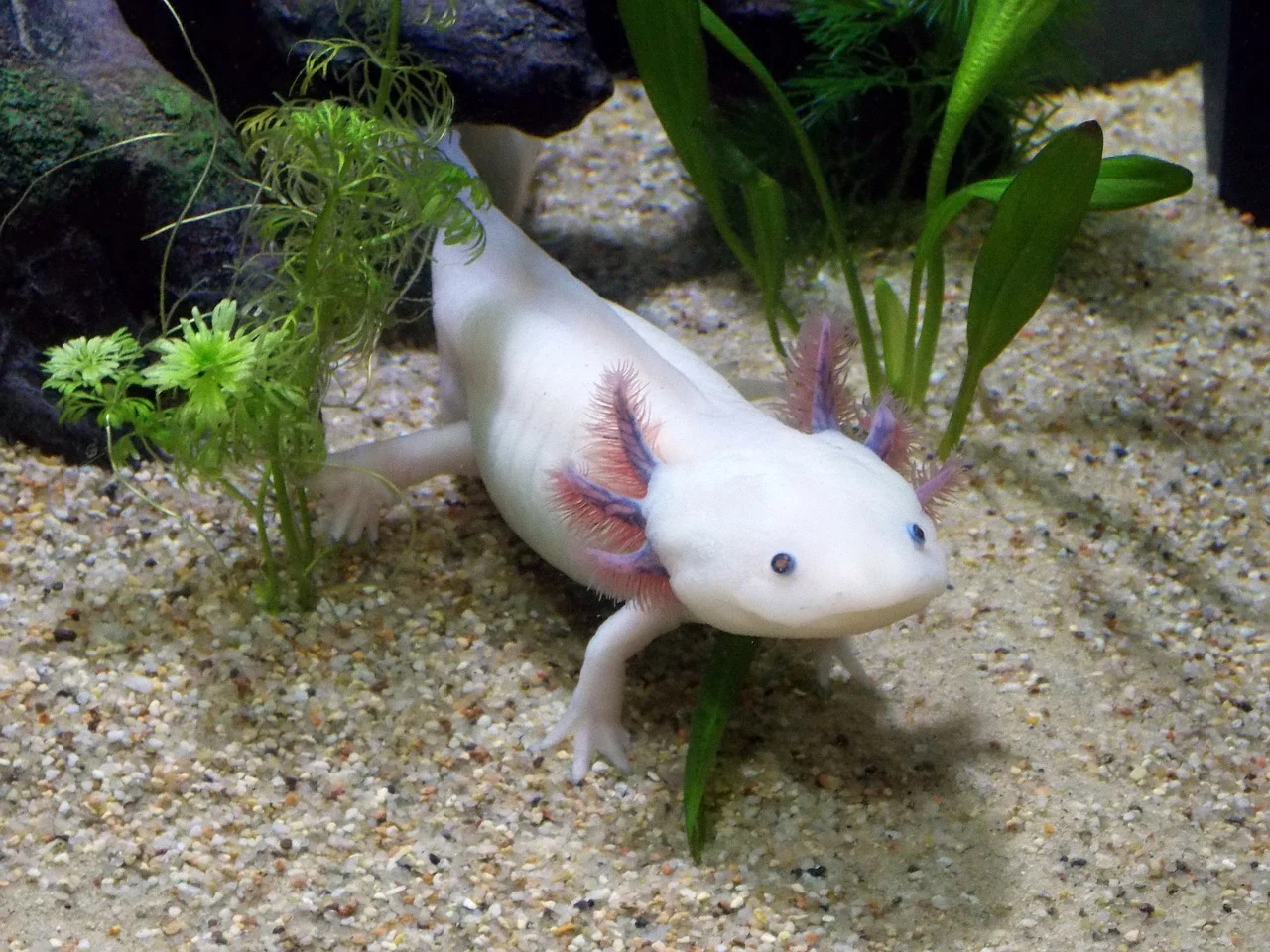 The Magic of Axolotls: Regenerating Their Brain, Heart, and Limbs