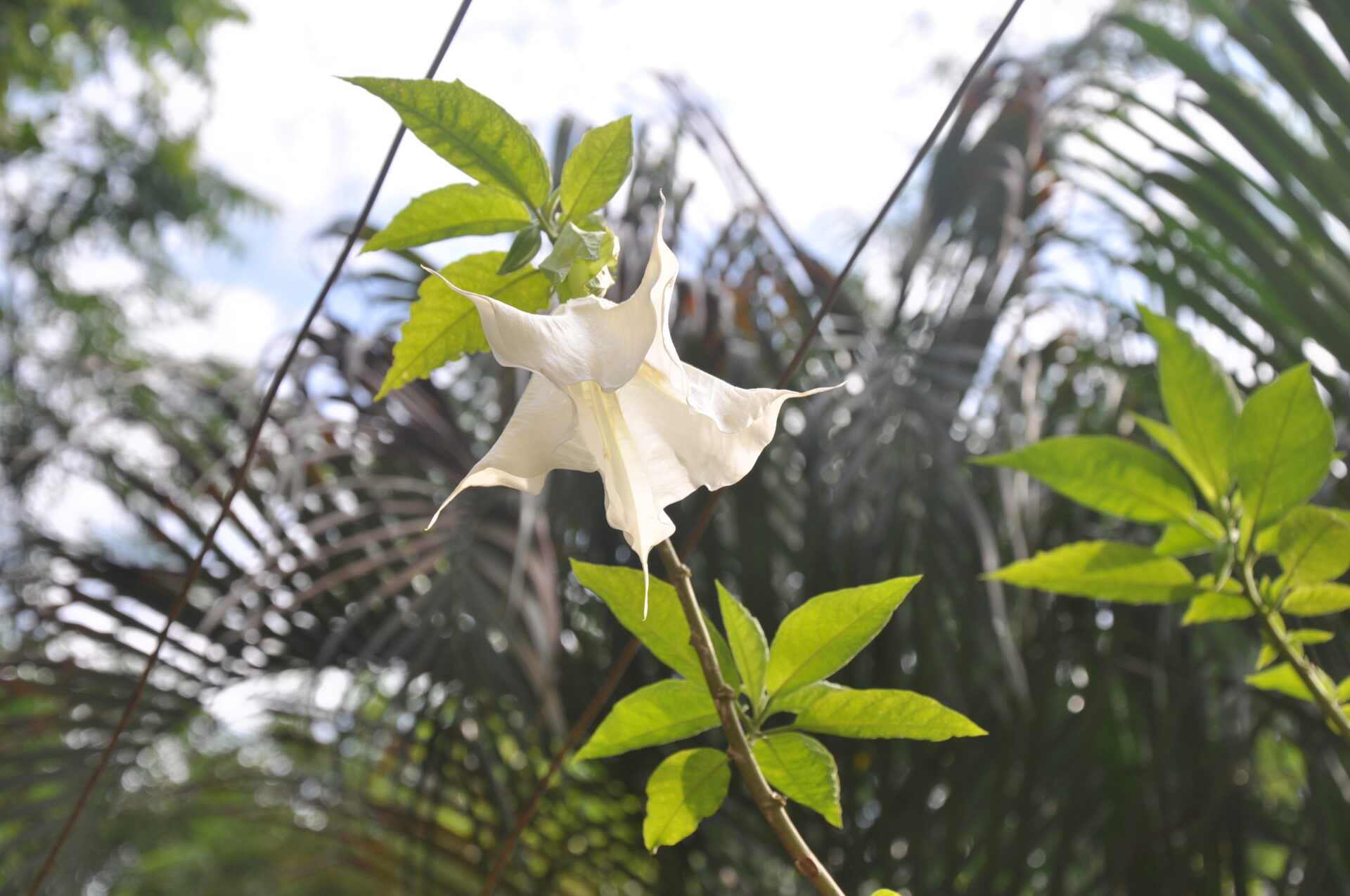 The Terrifying Effects of The Devil’s Breath: What You Need to Know