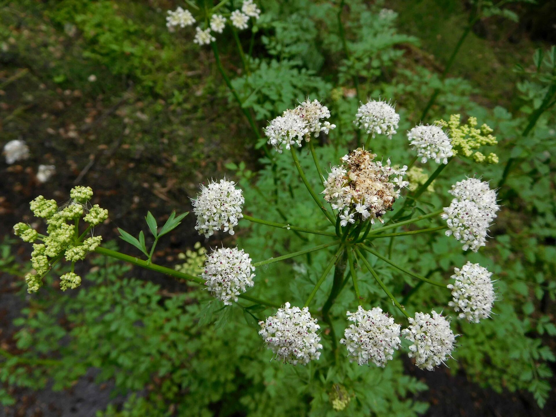 The Deadly Beauty of Hemlock Water Drop Wort: Exploring Its Fascinating History and Unique Neurotoxic Effects