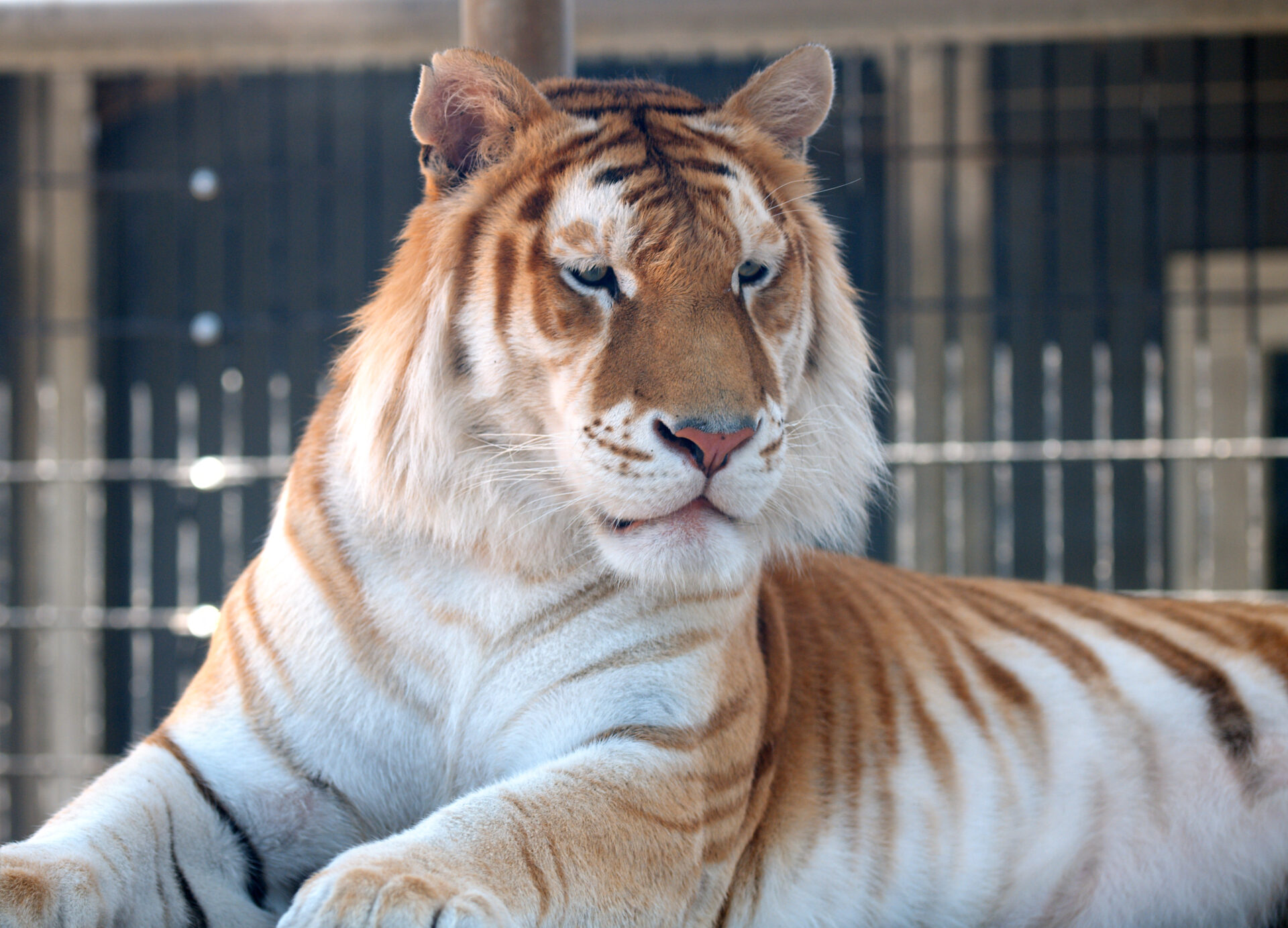 The Golden Tiger: A Rare and Endangered Animal