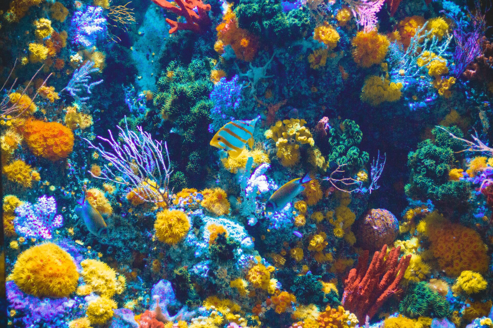 The Value of Coral Reefs: Why We Must Invest in Conservation Efforts