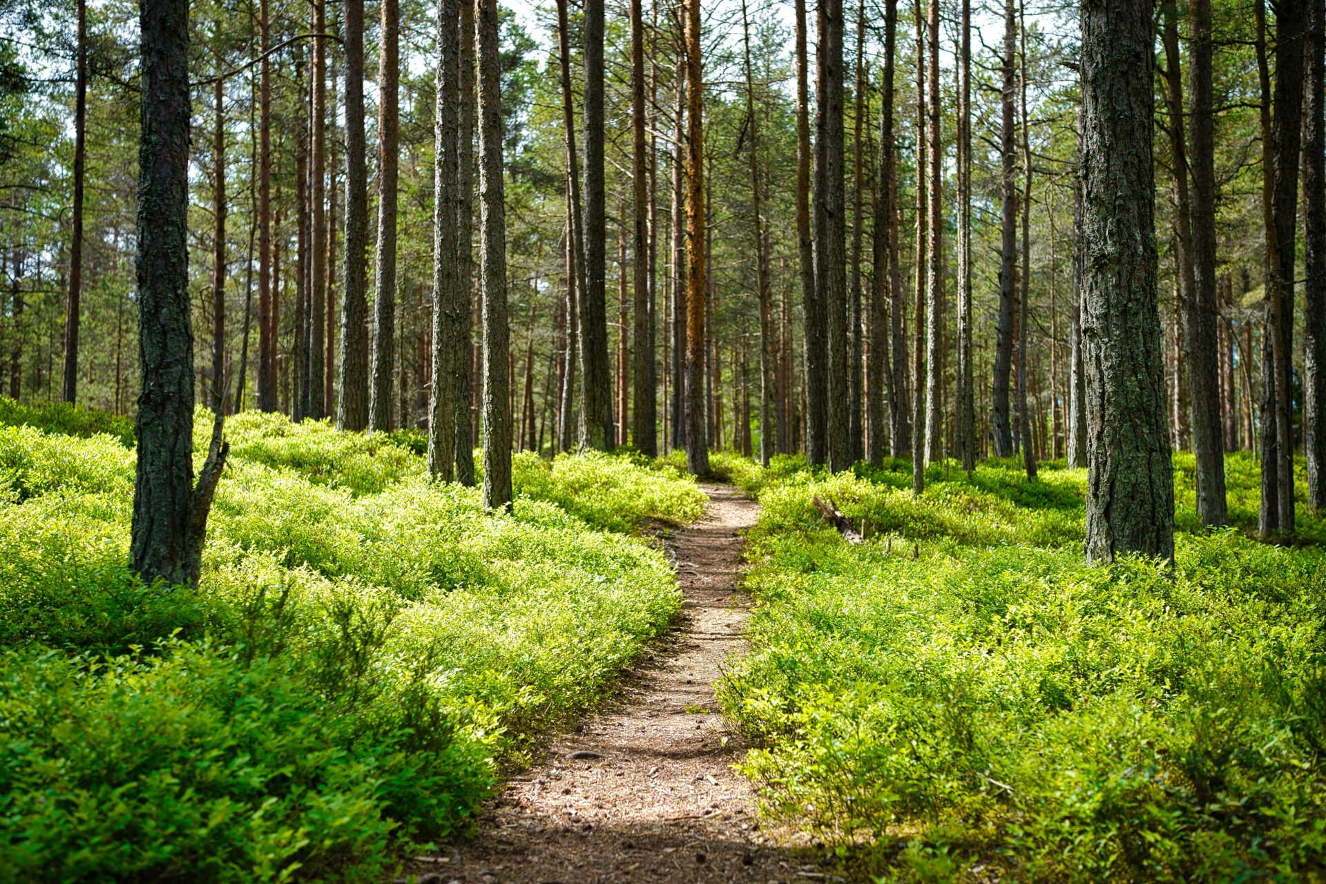 Shinrin-Yoku: The Art of Forest Bathing for Optimal Wellbeing