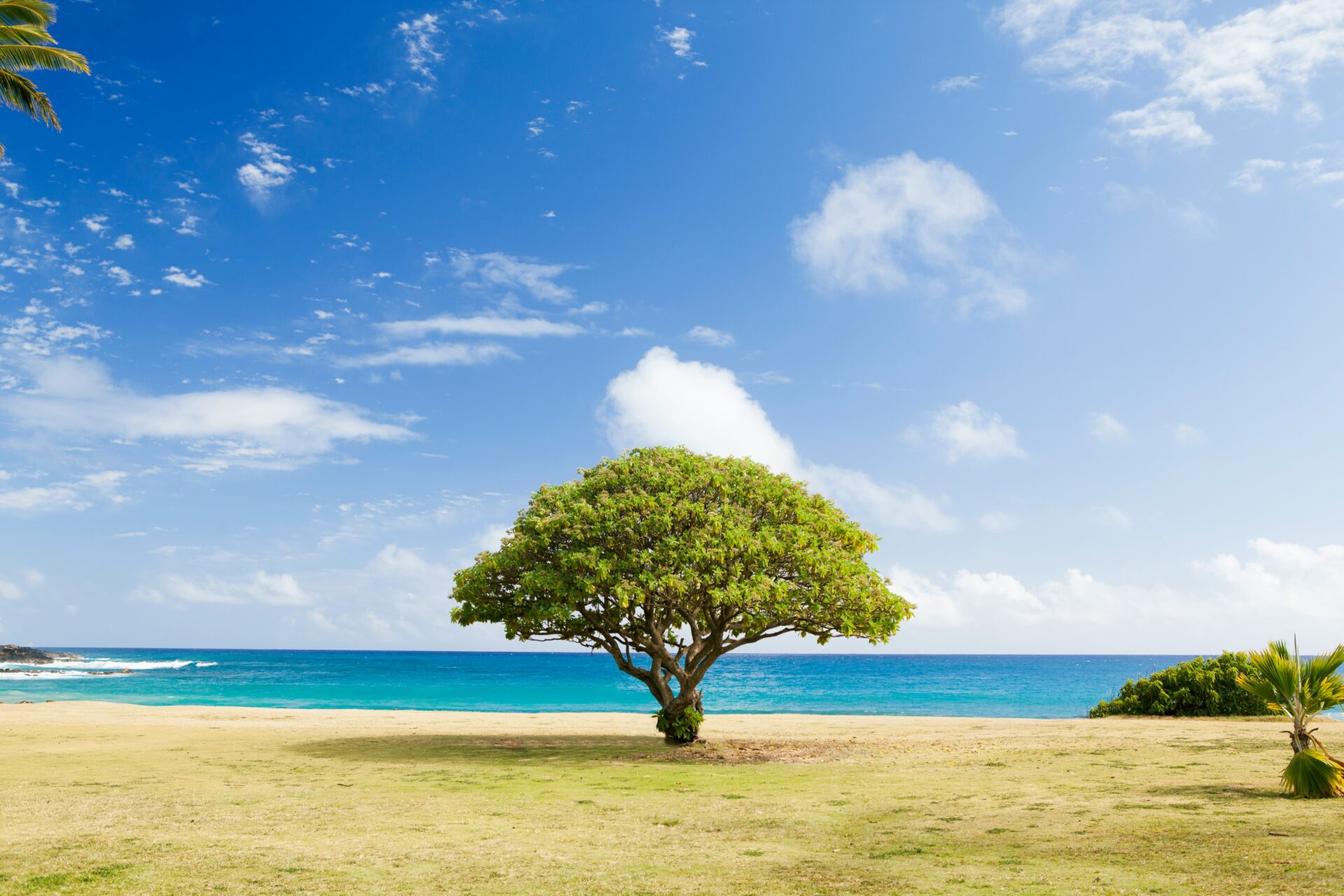 Trees: The Eternal Yogis